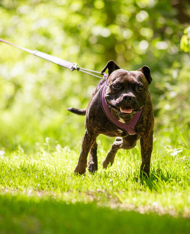 Hund i sele drar framåt