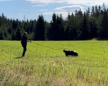 Annette och Jazz kör viltspår