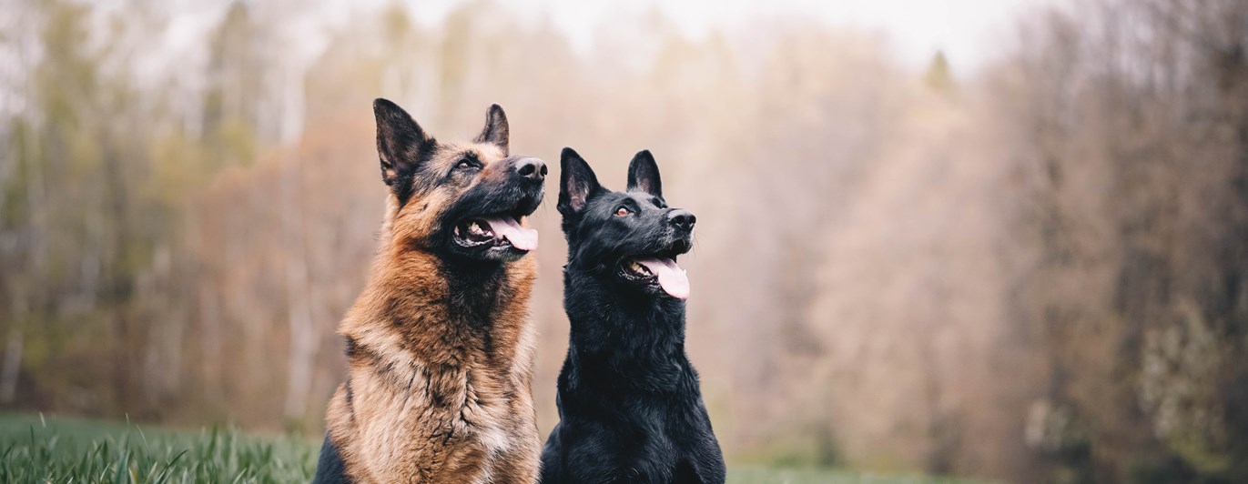 Foto: Tbkanna Dudkova - Unsplash
Två schäfrar