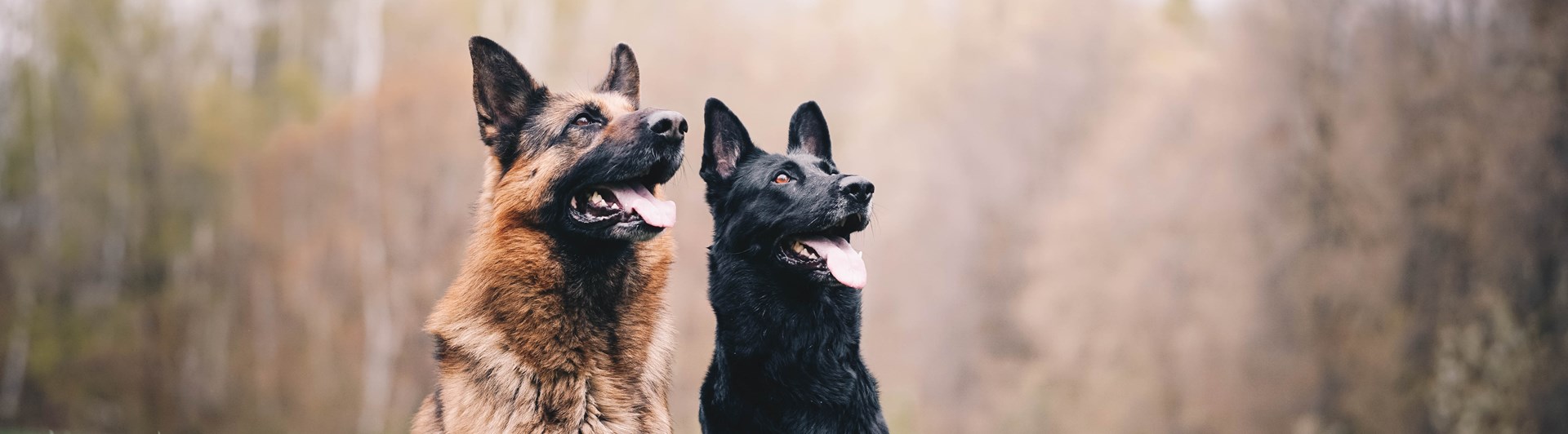 Foto: Tbkanna Dudkova - Unsplash
Två schäfrar