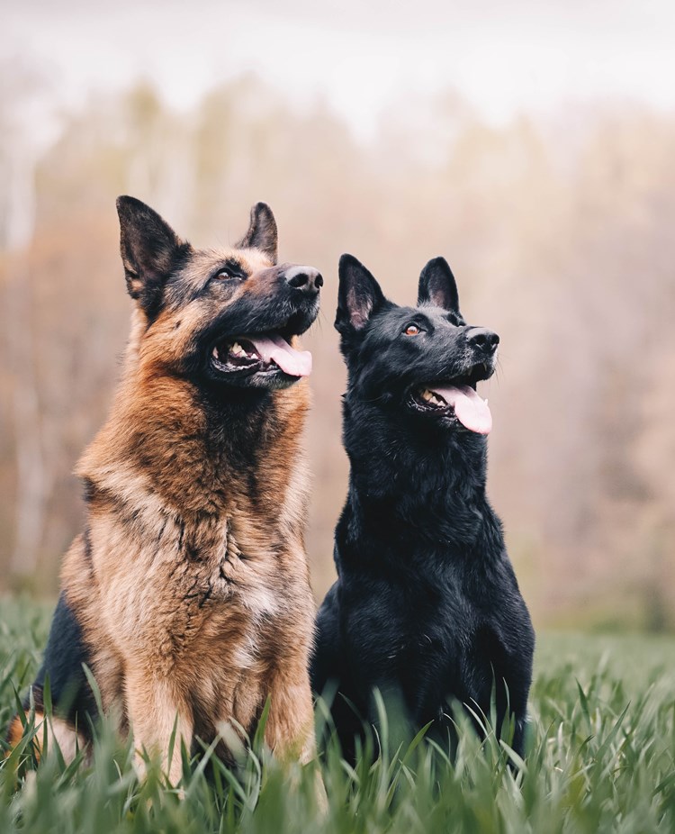 Foto: Tbkanna Dudkova - Unsplash
Två schäfrar