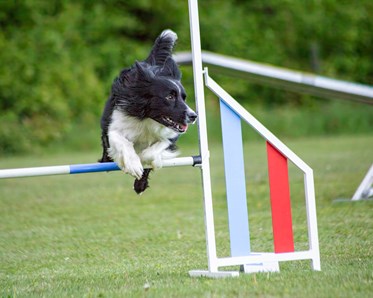 Agility