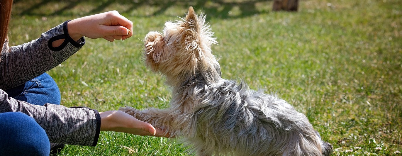 Hund som gör vacker tass