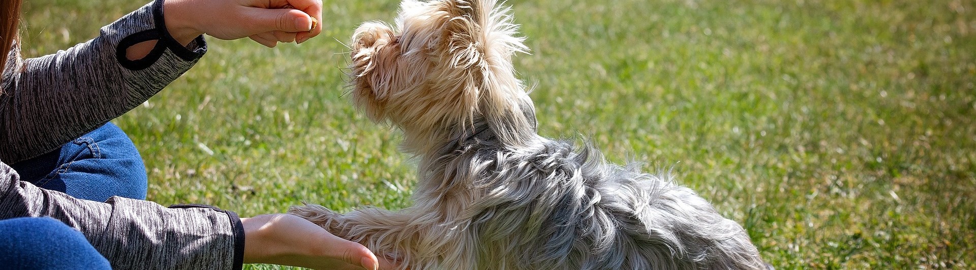 Hund som gör vacker tass