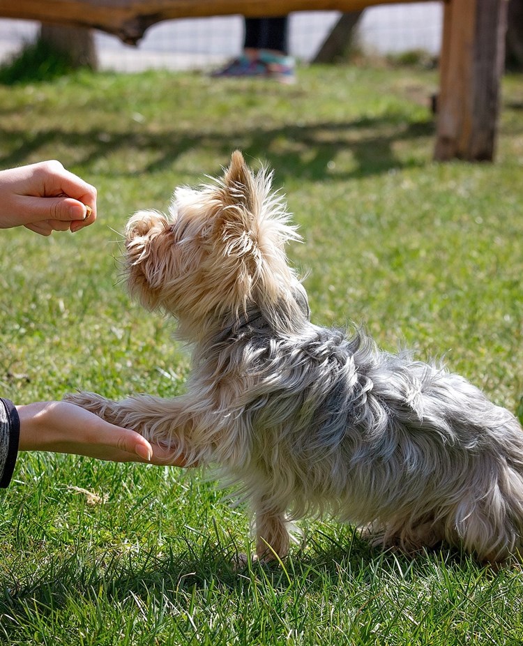 Hund som gör vacker tass