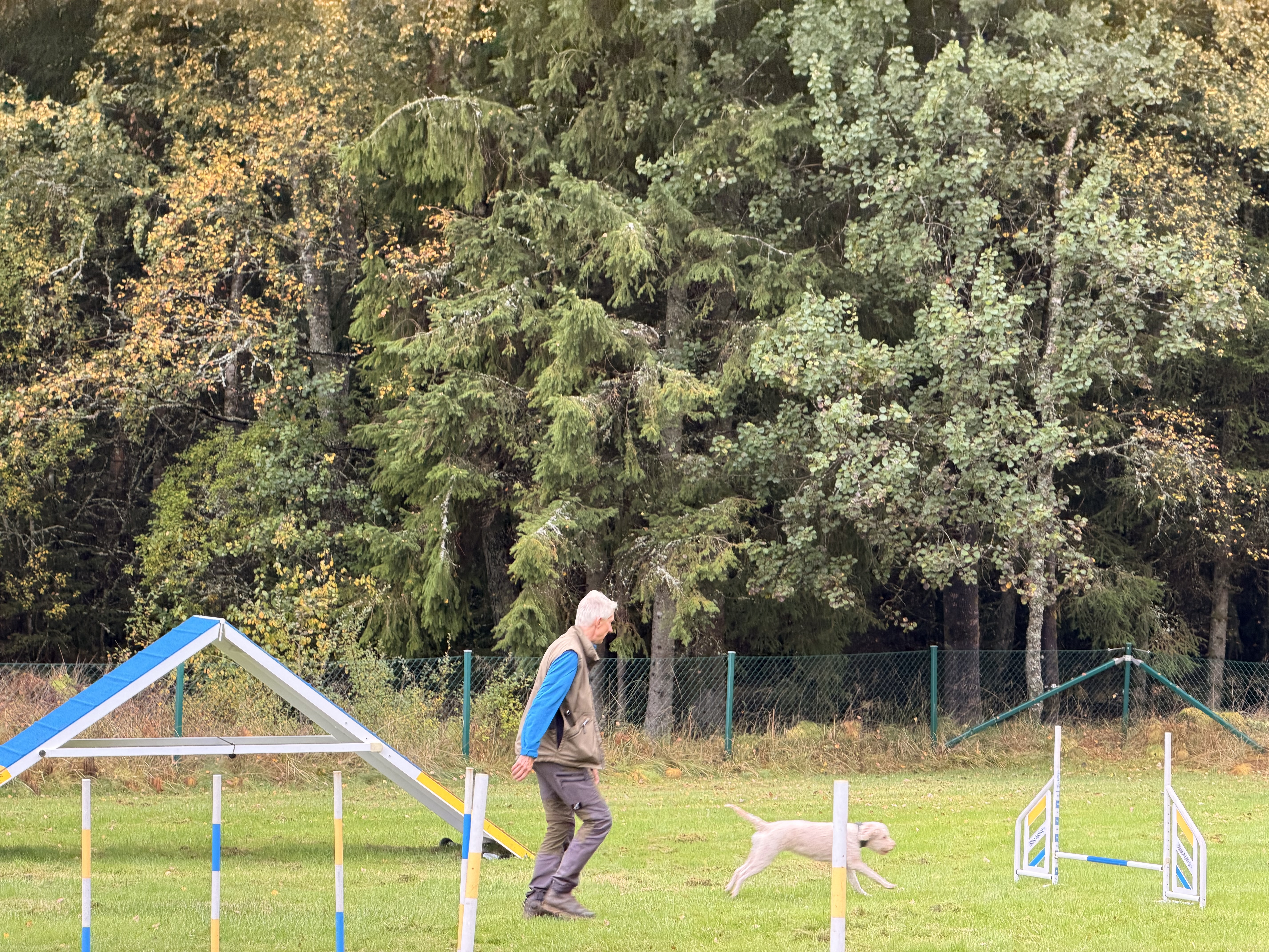 En hund med förare rör sig mot ett hinder i Agility