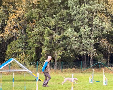 En hund med förare rör sig mot ett hinder i Agility