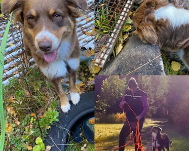 Brunvit hund i olika situationer