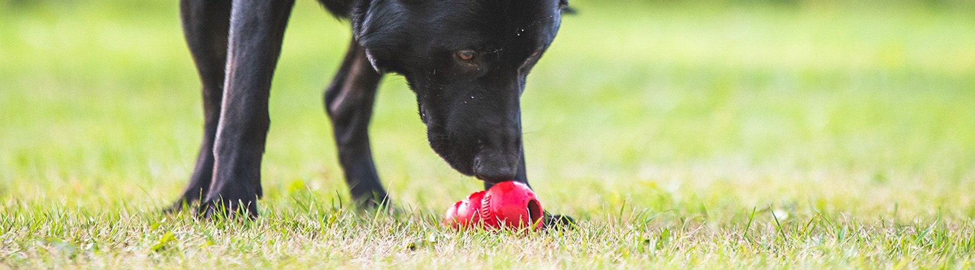 Svart schäfer tränar specialsök med röd kong.