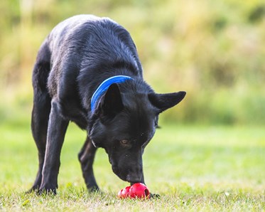Svart schäfer tränar specialsök med röd kong.