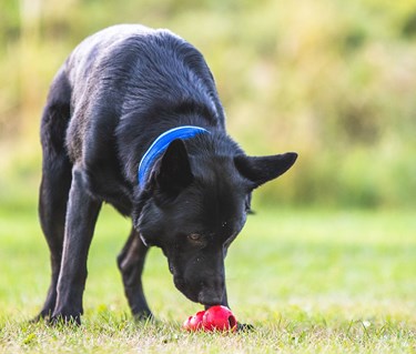 Svart schäfer tränar specialsök med röd kong.
