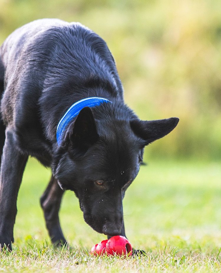 Svart schäfer tränar specialsök med röd kong.