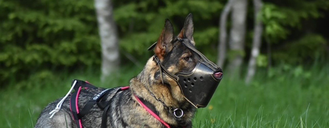 Korgbevakning liggande. Memorix Undra