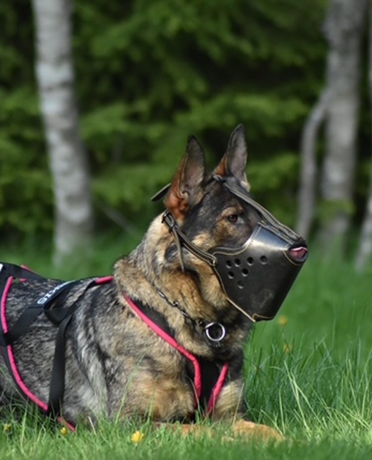 Korgbevakning liggande. Memorix Undra