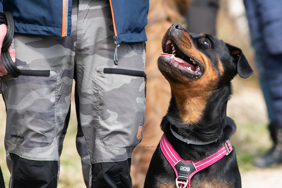 Rottweiler sitter fint i sin rosa sele och tittar upp på sin förare.