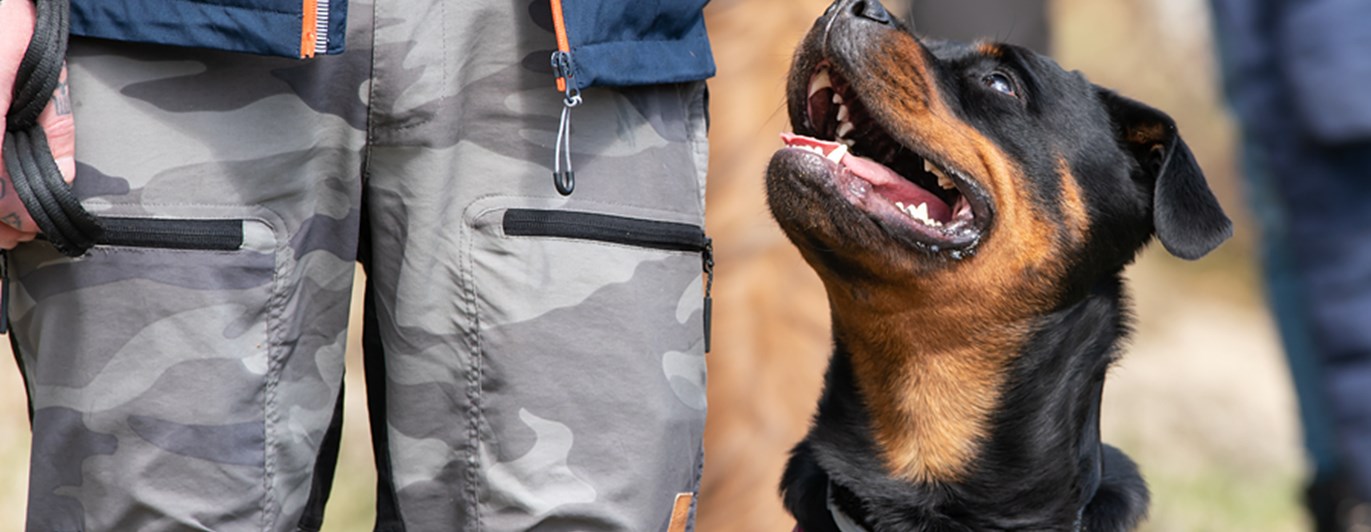 Rottweiler sitter fint i sin rosa sele och tittar upp på sin förare.