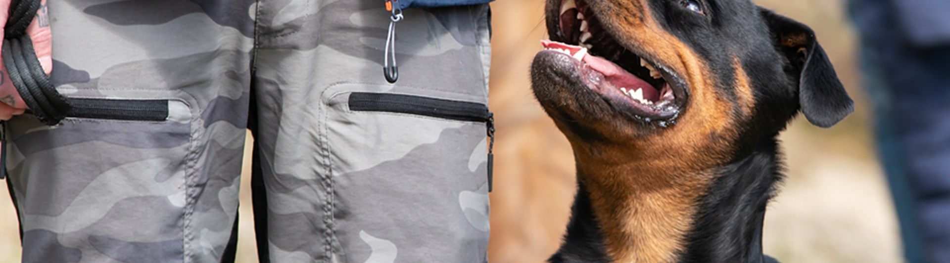 Rottweiler sitter fint i sin rosa sele och tittar upp på sin förare.