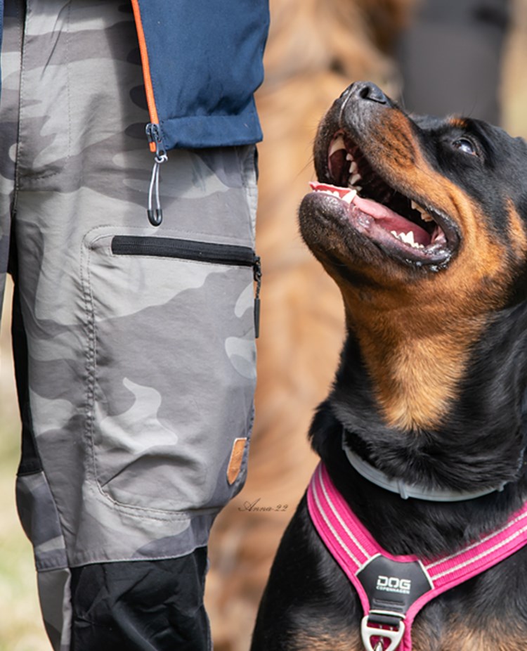 Rottweiler sitter fint i sin rosa sele och tittar upp på sin förare.
