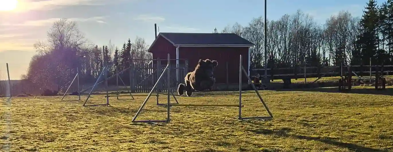 Hund som hoppar över hinder på agility bana.