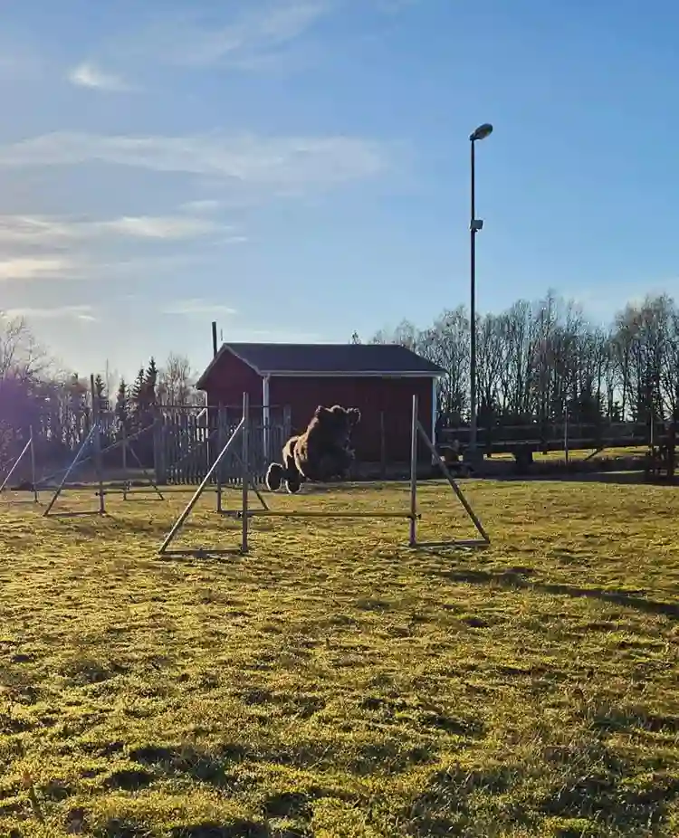 Hund som hoppar över hinder på agility bana.