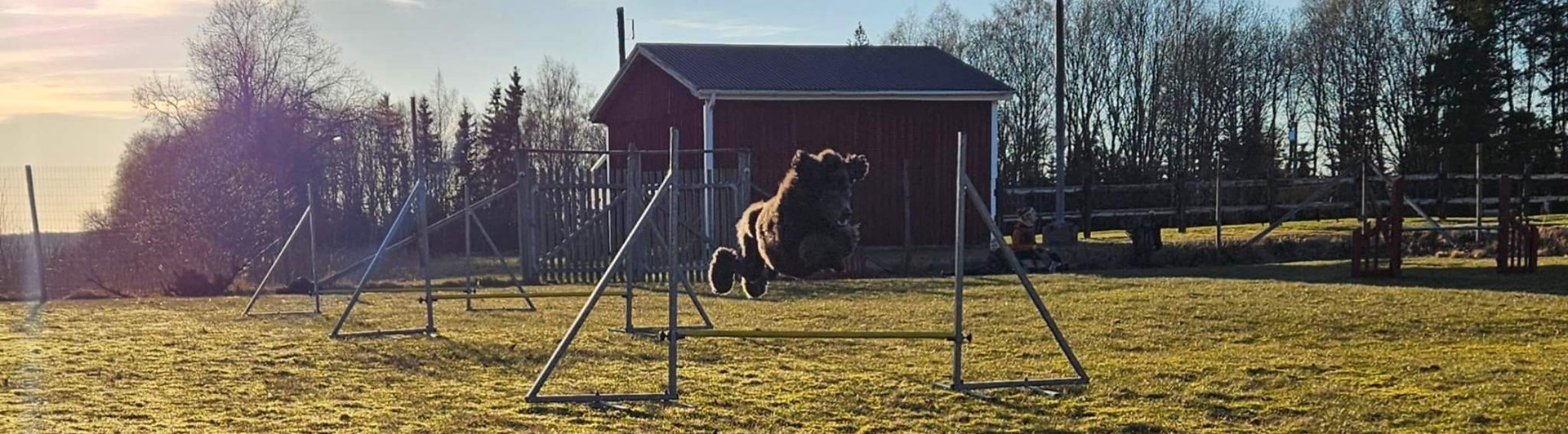 Hund som hoppar över hinder på agility bana.