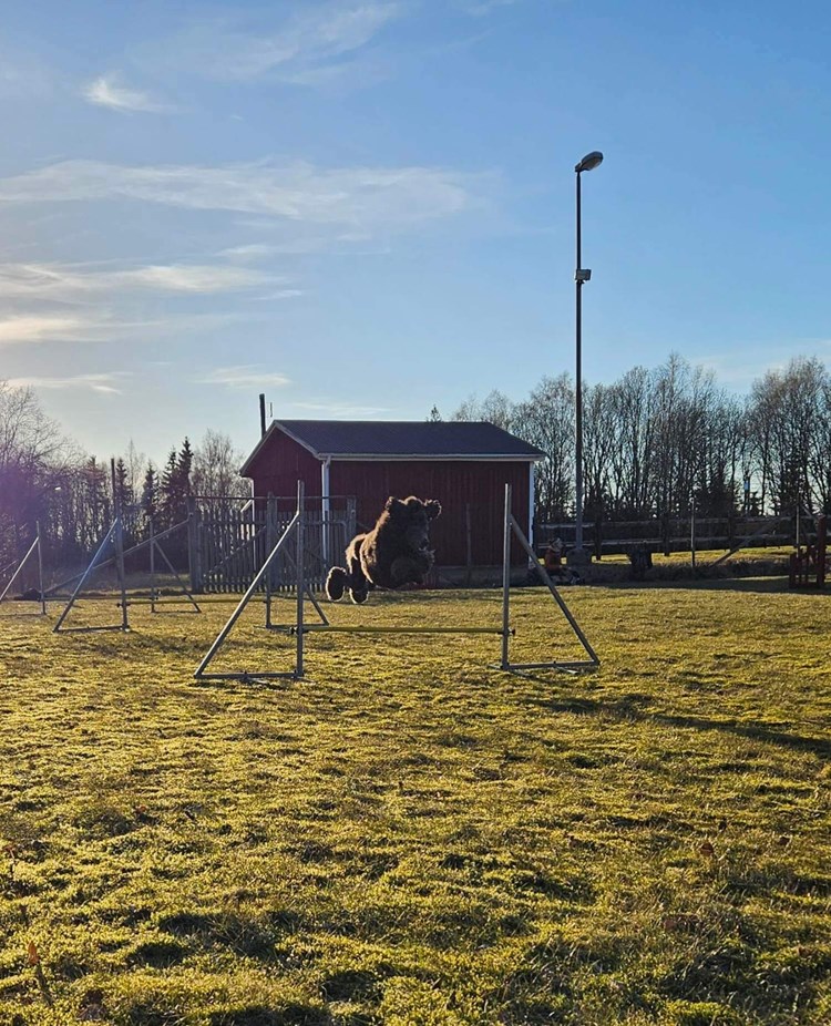 Hund som hoppar över hinder på agility bana.