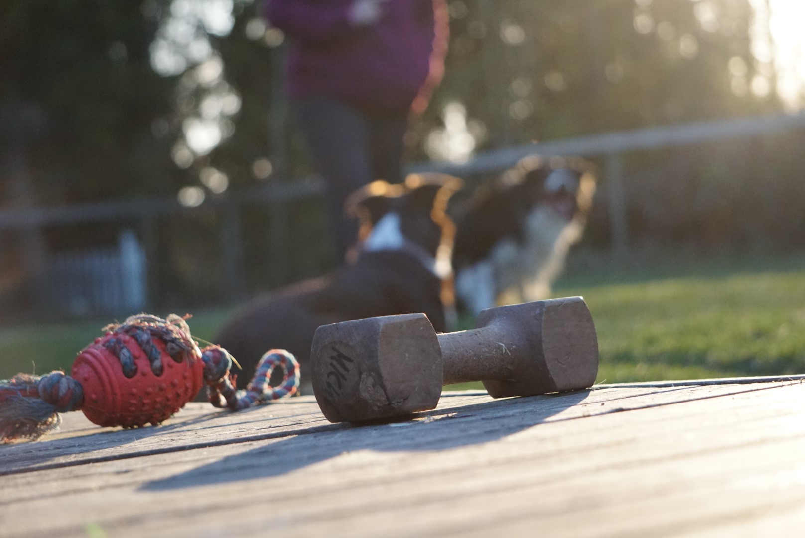 Hundleksak och apportbock i förgrunden. Två hundar med förare i bakgrunden.