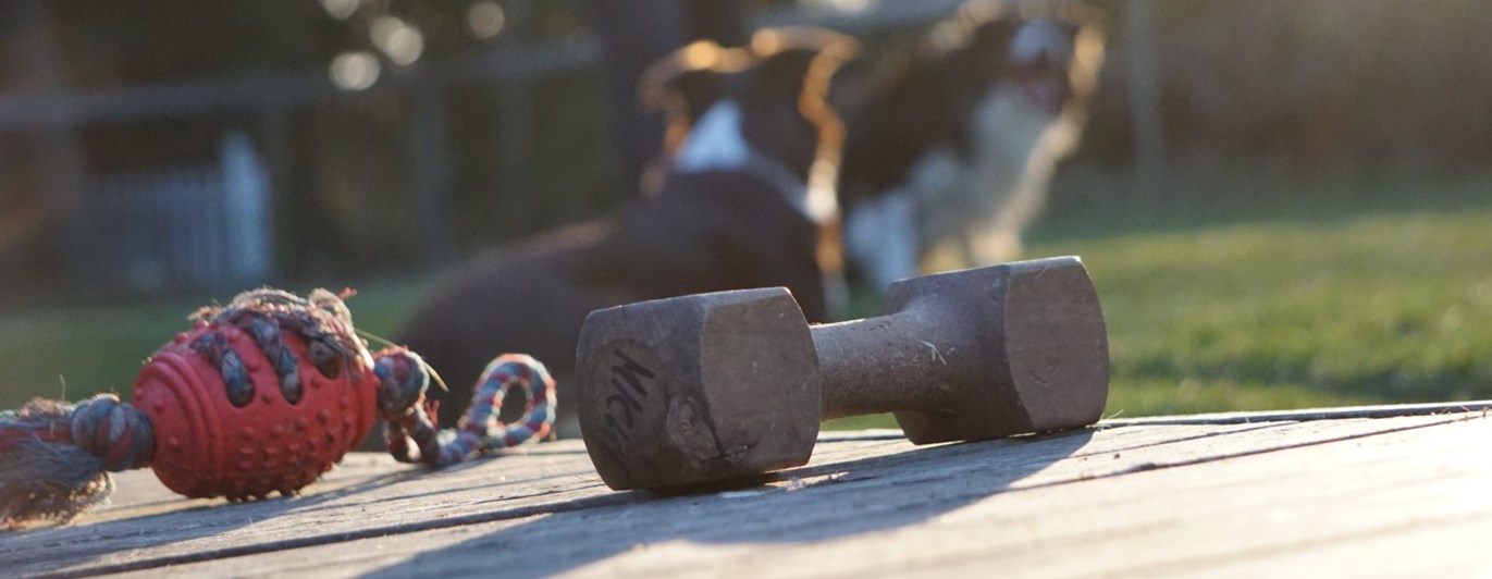 Hundleksak och apportbock i förgrunden. Två hundar med förare i bakgrunden.