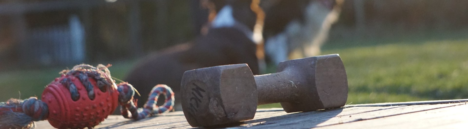 Hundleksak och apportbock i förgrunden. Två hundar med förare i bakgrunden.