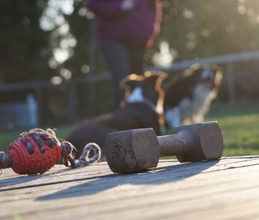 Hundleksak och apportbock i förgrunden. Två hundar med förare i bakgrunden.