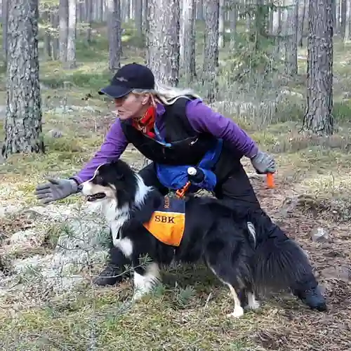 Fokuserad hund vid sökträning i skog