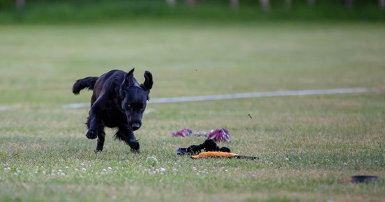 hund springer för att ta en leksak