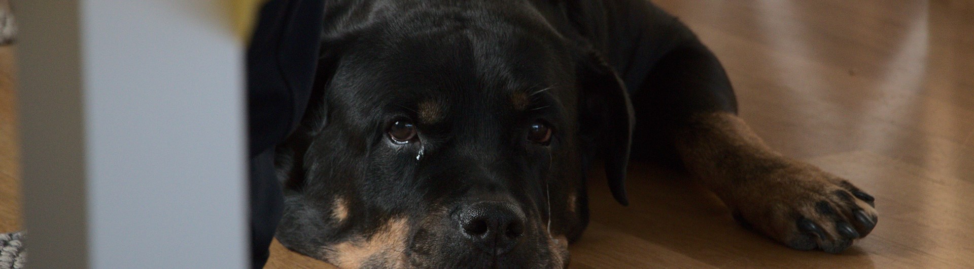 Rottweiler ligger på golv