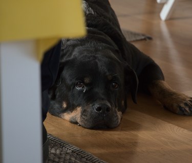 Rottweiler ligger på golv
