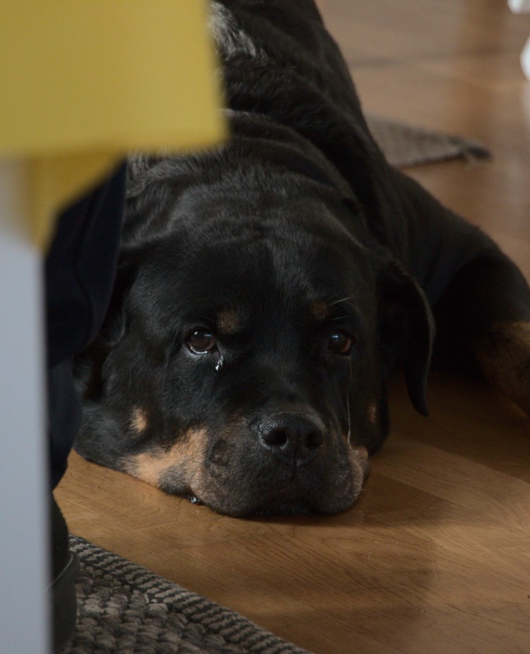 Rottweiler ligger på golv