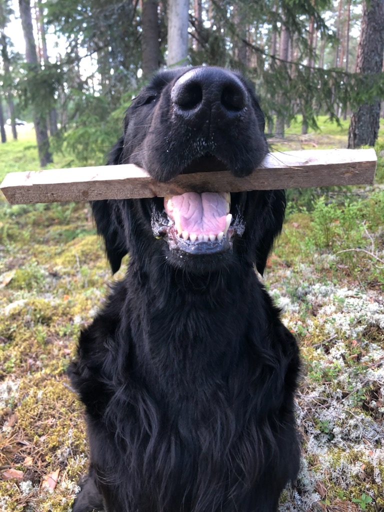 Hund i skogen med apportpinne