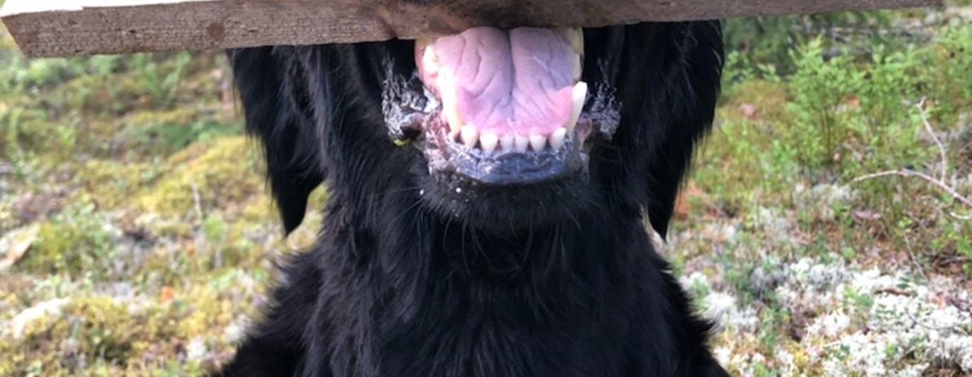 Hund i skogen med apportpinne