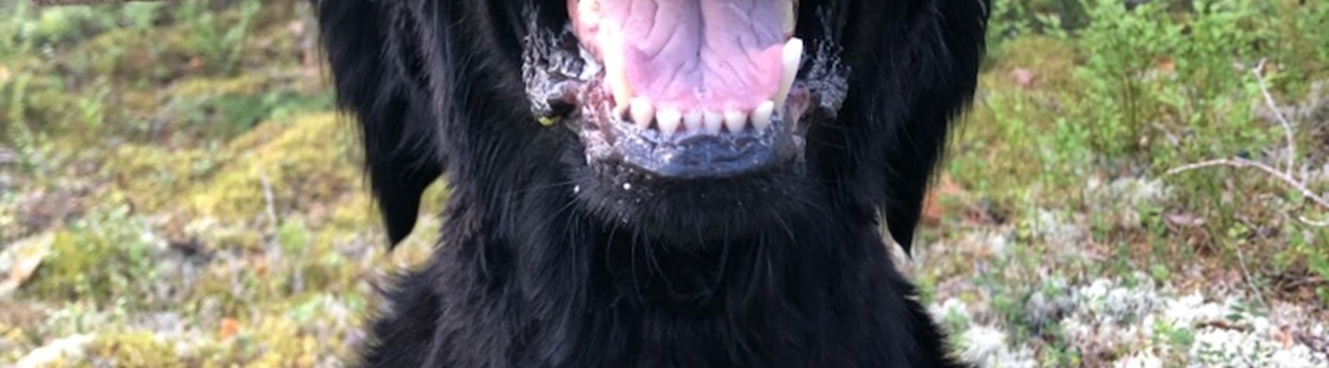 Hund i skogen med apportpinne