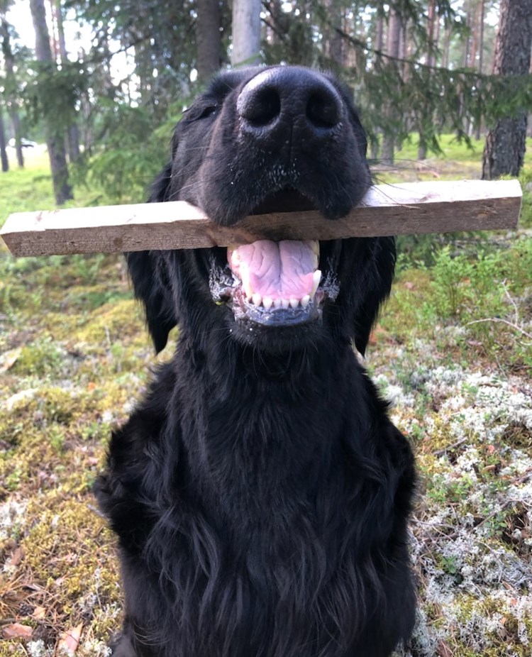 Hund i skogen med apportpinne