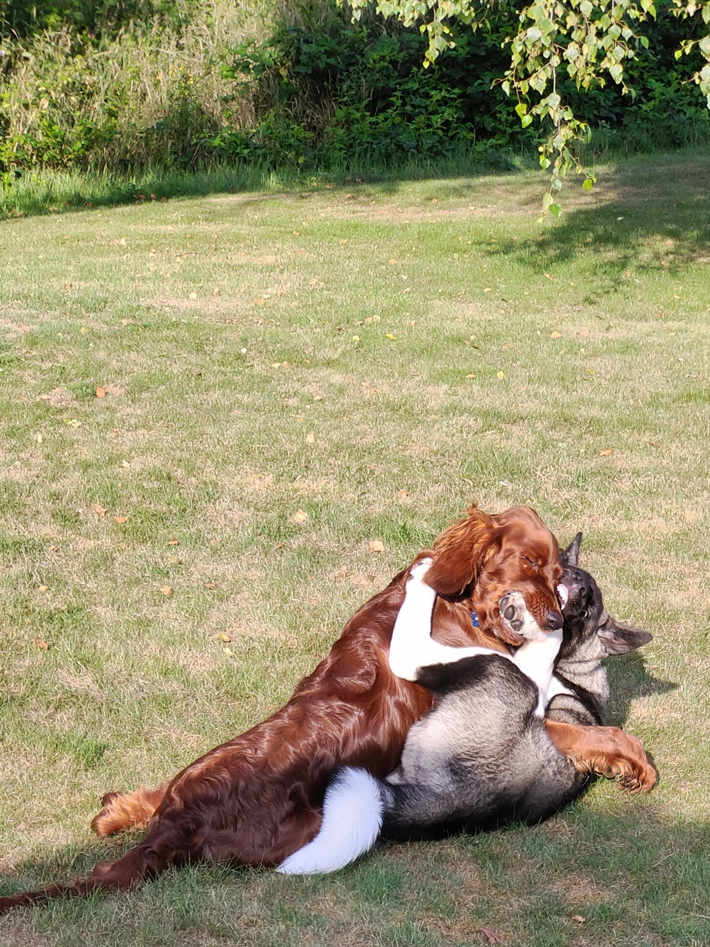 Bild på en American Akita valp och en Irländsk setter valp som busar. 