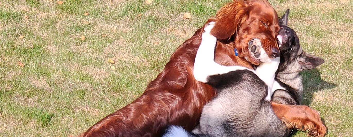 Bild på en American Akita valp och en Irländsk setter valp som busar.