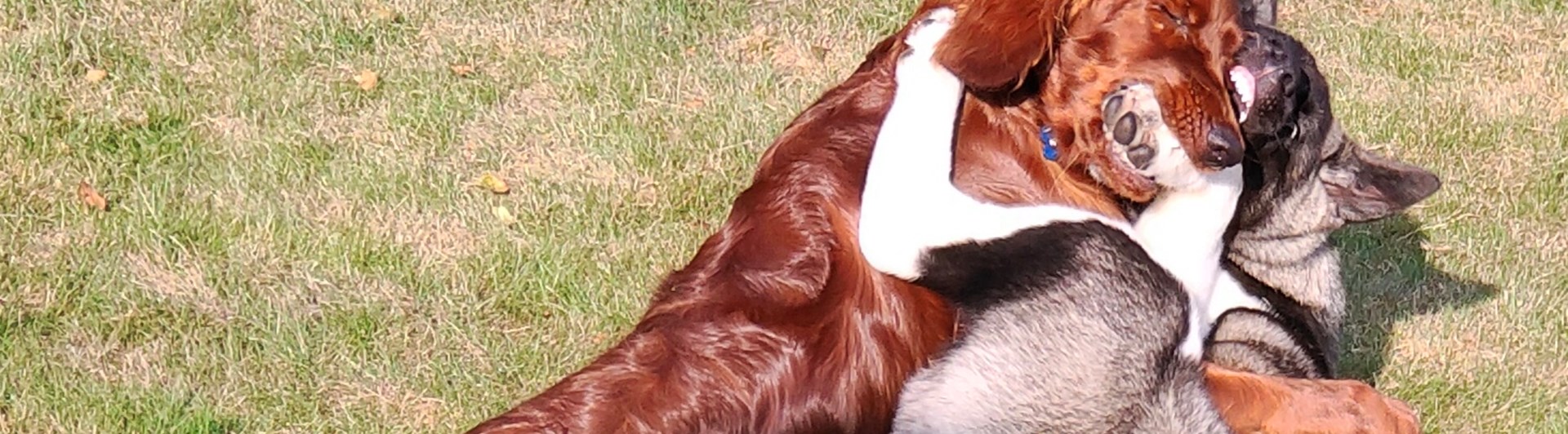 Bild på en American Akita valp och en Irländsk setter valp som busar.