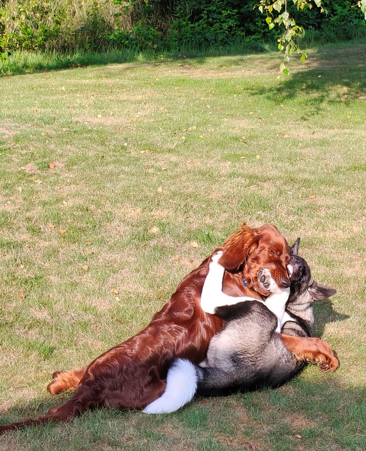 Bild på en American Akita valp och en Irländsk setter valp som busar.