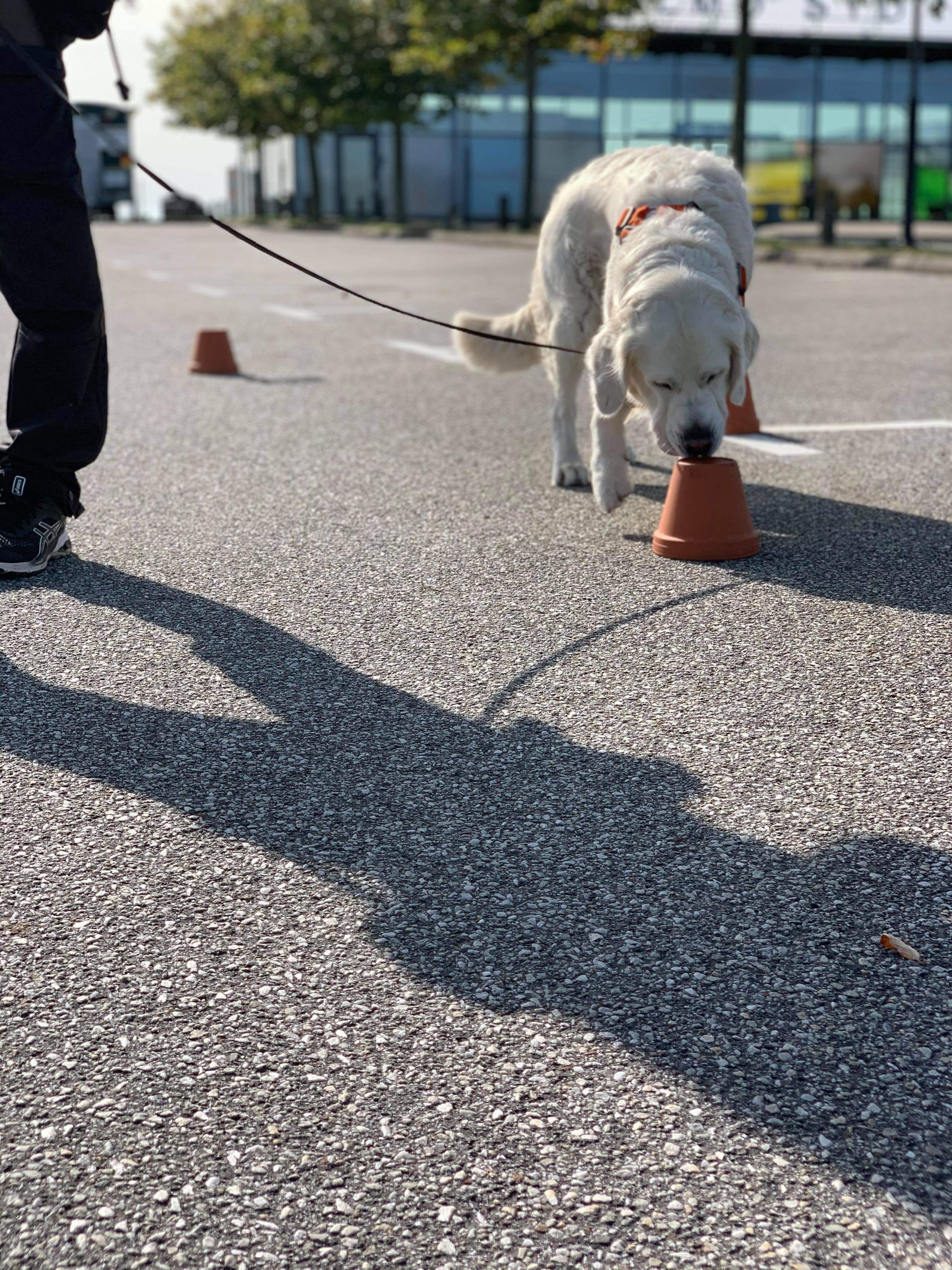 Golden retriever i koppel på asfalt frysmarkerar med nosen mot lerkruka, specialsök.