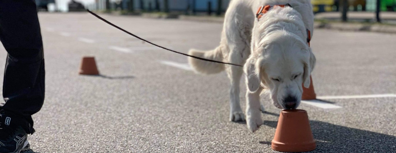 Golden retriever i koppel på asfalt frysmarkerar med nosen mot lerkruka, specialsök.
