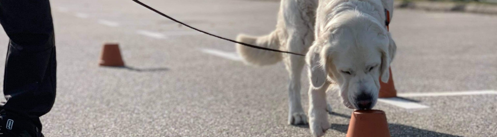 Golden retriever i koppel på asfalt frysmarkerar med nosen mot lerkruka, specialsök.
