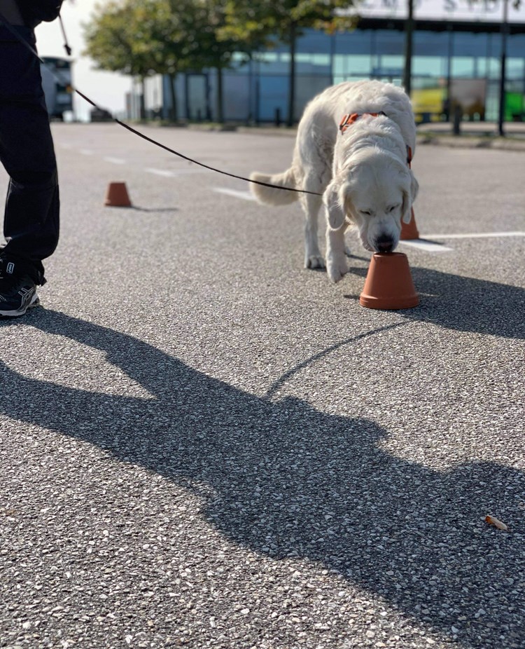 Golden retriever i koppel på asfalt frysmarkerar med nosen mot lerkruka, specialsök.