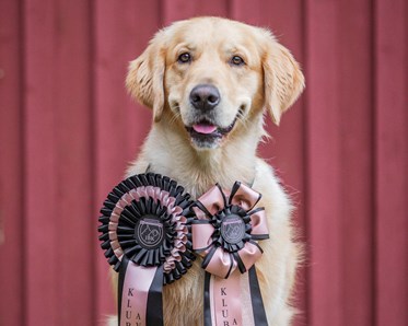 KM vinnare 2024 i Rallylydnad Avancerad klass: Alexandra Svebeck & Basse