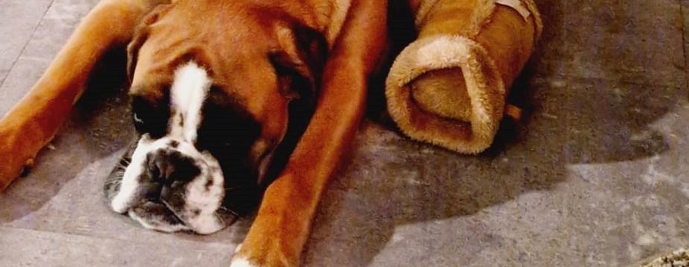 Hund som ligger och vilar