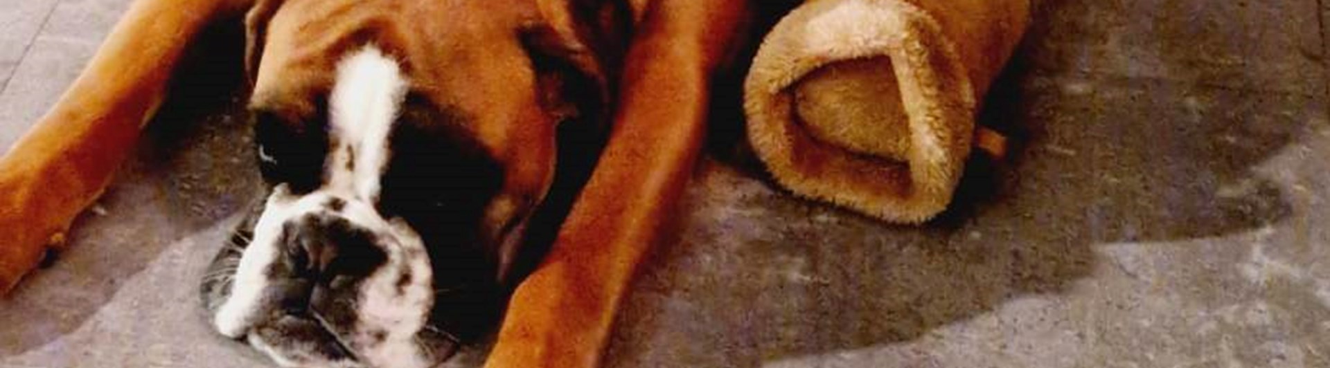 Hund som ligger och vilar